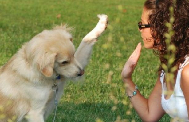 Conoce las 4 razones por las que tu perro te da la pata