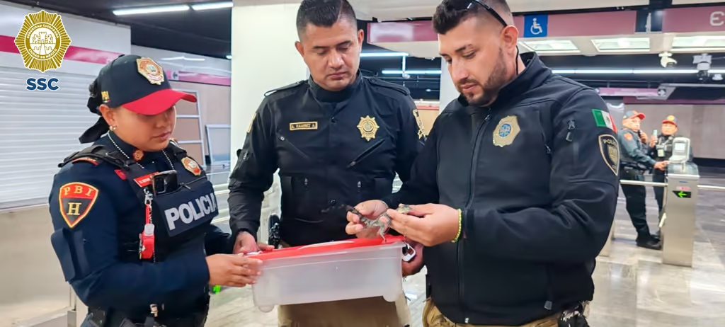 ¡Rescatan a cocodrilo en el metro de la CDMX!