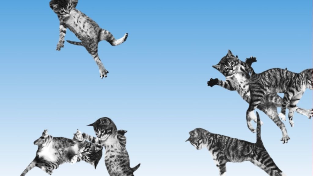 ¿Una página donde solo hay gatitos?