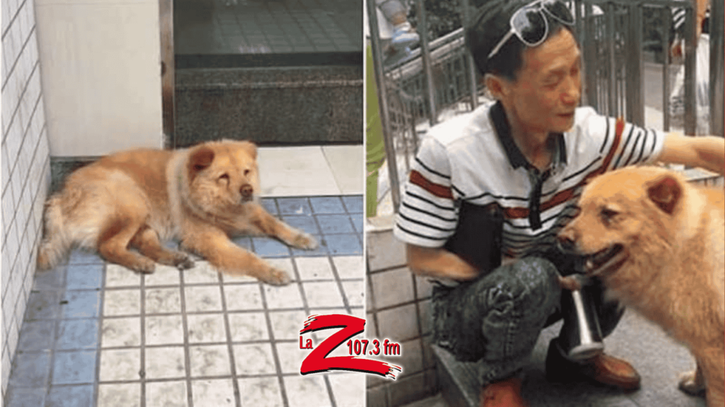 Perro espera todos los días 12 horas en la estación a que su dueño vuelva del trabajo