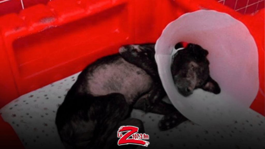 Adam, el perrito que es alérgico a los humanos