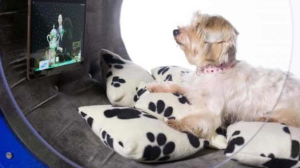 Crean casa para perros más costosa del mundo y con alta tecnología