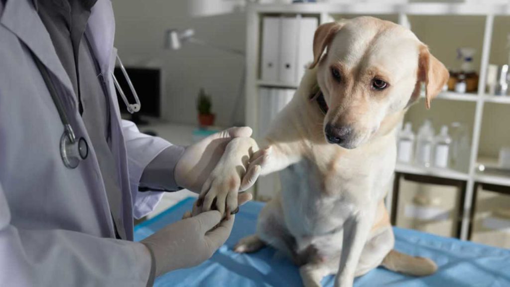 Cirugía estética para mascotas: La polémica tendencia en Corea del Sur