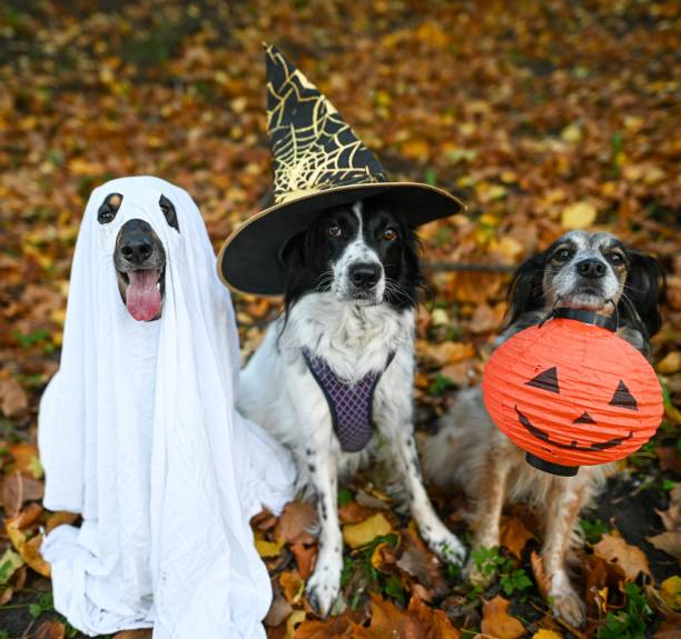 Halloween de perritos en CDMX: una fiesta llena de ternura, disfraces y adopciones responsables